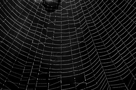 万圣恐惧蜘蛛网的蜘蛛网络模式白色蛛网丝绸薄雾陷阱蜘蛛网昆虫宏观绿色图片