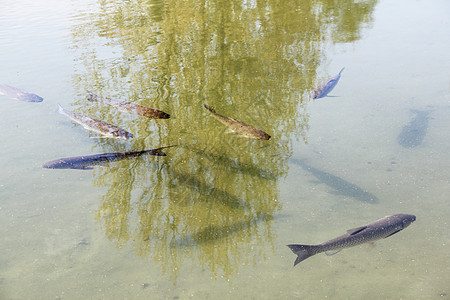 池塘中的棕鳟生态运动动物荒野鲤鱼棕色淡水爱好钓鱼图片