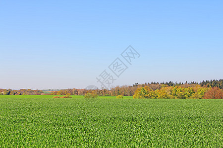 绿地和蓝天空场地国家牧场远景土地爬坡农场蓝色风景草地图片