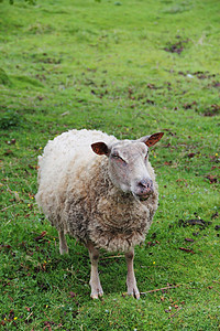 绿草地的羊群场地哺乳动物农田农场乡村羊毛动物农村牧场家畜图片