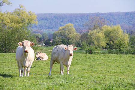 诺曼底牛在牧场上农场晴天动物场地牛奶国家草地奶制品哺乳动物牛肉图片