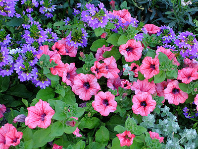 鲜花背景绿色植物群花瓣粉色植物墙纸自然红色花园宏观图片