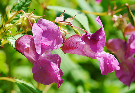 印度Balsam( 保护所有人 )图片