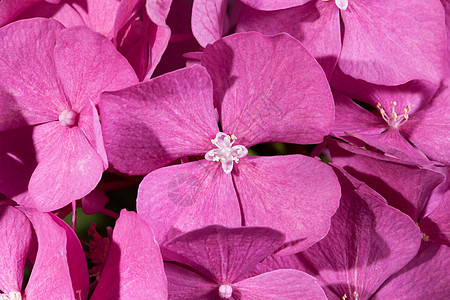 粉红羽花的本底花朵植物园艺花园温室花瓣风格植物群装饰宏观绣球花图片