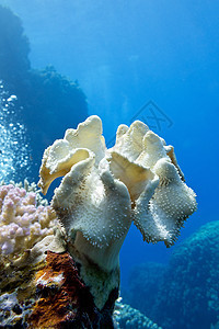 蓝水背景热带海底珊瑚礁与大黄色软珊瑚蘑菇皮潜水海床野生动物潜水员气泡运动浮潜海景海洋荒野图片
