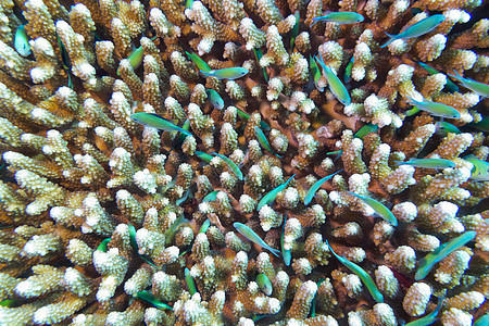 热带海底有硬珊瑚和鱼的珊瑚礁及厚珊瑚和深珊瑚染色体海床海洋海景气泡日历石珊瑚蓝藻阳光潜水鹿角图片