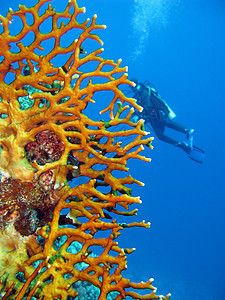 热带海中蓝水背景的有火灾珊瑚和潜水员的珊瑚礁图片