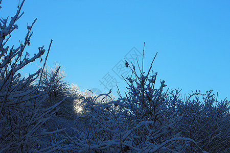 山上满是霜和积雪的树木假期气候季节公园环境童话太阳降雪照明首脑图片