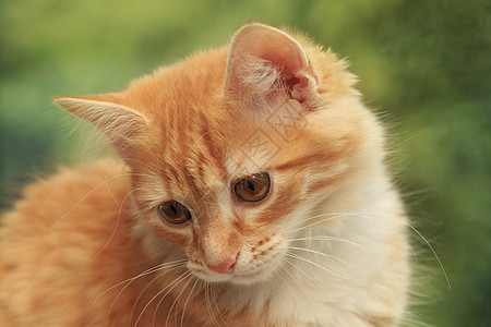 年轻猫的肖像绿色小猫伴侣毛皮猫科动物眼睛爪子婴儿红色猫咪图片
