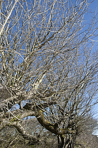 光秃秃的树枝树木季节线条植物墙纸天空木头蓝色树干机构图片