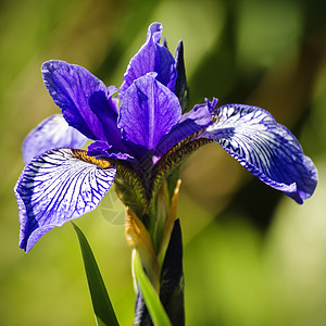 Iris 鲜花植物绿色鸢尾花花园植物群花瓣公园图片