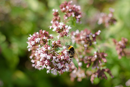 小花公园季节植物学花园荒野紫花场地蜜蜂草本植物植物群图片