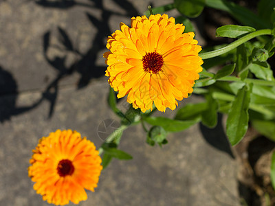 黄黄色花朵季节花园美丽植物群红色黄色公园绿色橙子晴天图片