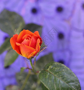 橙色玫瑰花植物植物群花园礼物绿色花瓣庆典橙子周年生日图片