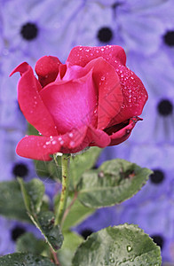 红玫瑰周年绿色花瓣花园植物群生日礼物庆典叶子纪念日图片