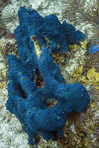 蓝海绵海兔远景潜水员海洋潜水克隆珊瑚热带游泳海景图片