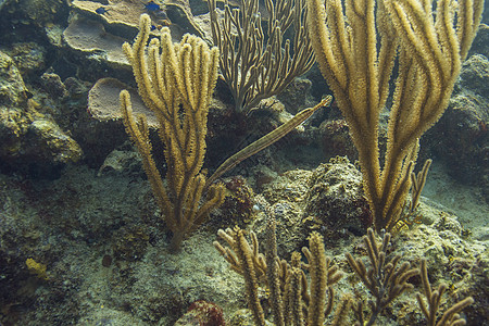 大西洋角鱼海洋生活大口喇叭海岸生物学动物学潜水海洋学盐水图片