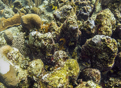 岩礁潜水员勘探假期生物学运动野生动物空间生态海洋避难所图片