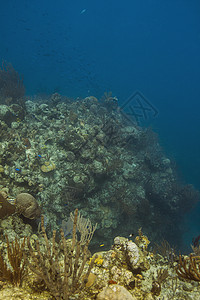 深珊瑚礁图片
