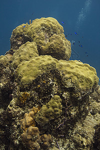 珊瑚山热带潜水员蓝色海洋浮潜者生物学植物群动物群野生动物运动图片