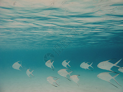 鱼类学校蓝色海洋动物热带阳光太阳白色潜水珊瑚图片