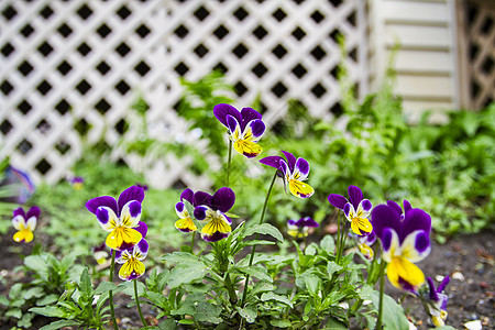 园艺懒人三色植物群花园黄色生长花瓣植物学绿色紫色植物图片