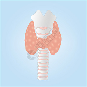 说明人类甲状体形腺图片