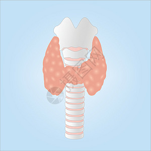 说明人类甲状体形腺图片