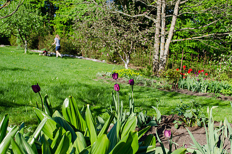 春春花园郁金和妇女割草图片