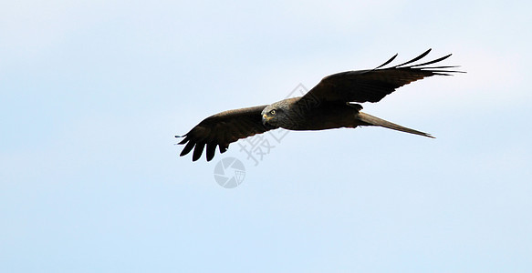 普通 buteo羽毛荒野动物群航班飞行猎物翅膀捕食者野生动物棕色图片