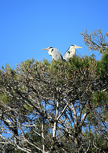 灰色海草 阿迪亚松树 树上图片