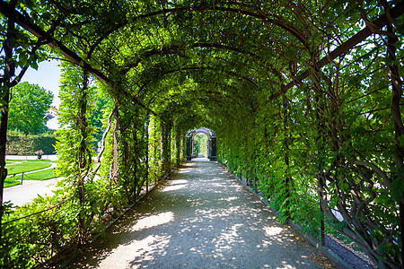 绿色自然隧道下面的路道季节树叶植物旅行公园走廊人行道花园小路叶子图片
