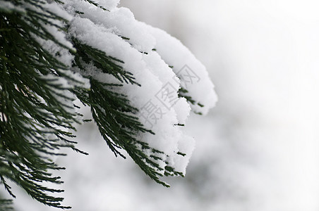 下雪时的森林水晶天气雾凇宏观雪花冻结温度白色季节植物图片