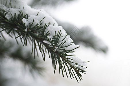 冬季冬季背景白色雾凇天气植物季节温度水晶雪花冻结宏观图片