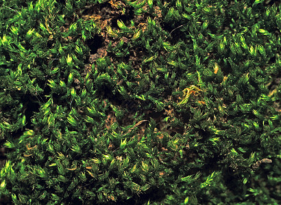 树皮树皮上的纹理摩擦 以宏观模式拍摄为后方格鲁环境植物群荒野植物树干苔藓地衣生长皮肤图片