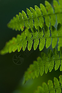 fern 缝合白色绿色荒野叶子森林植物群蕨类丛林生长美丽图片