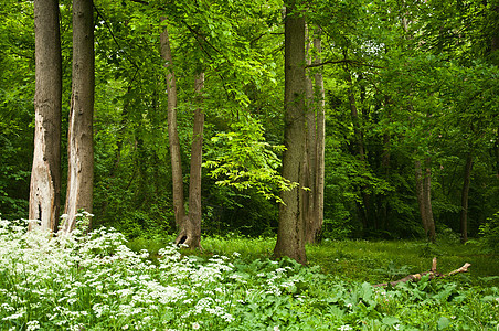 林木中的树木植物苔藓森林小路环境叶子阳光松树季节生长图片