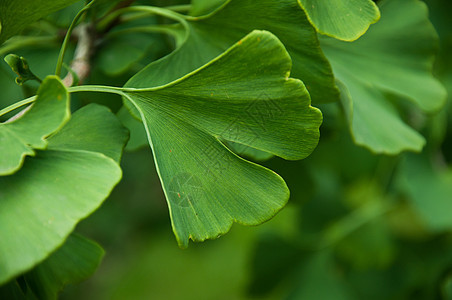 Ginkgo 银果康复植物水彩药品绿色治疗草本银叶叶子草本植物图片