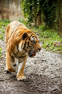 孟加拉虎猎人动物捕食者荒野哺乳动物濒危猫科威胁条纹动物园图片