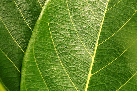 绿叶叶宏观植物植物学活力细胞气候生态生物学森林绿色植物图片