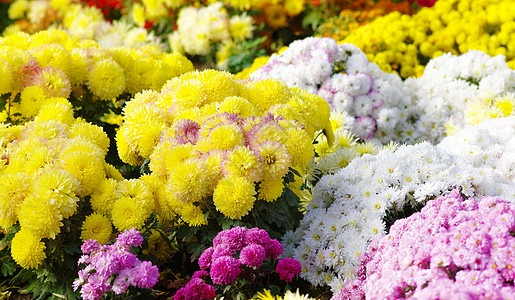 菊花花瓣白色花园黄色植物图片
