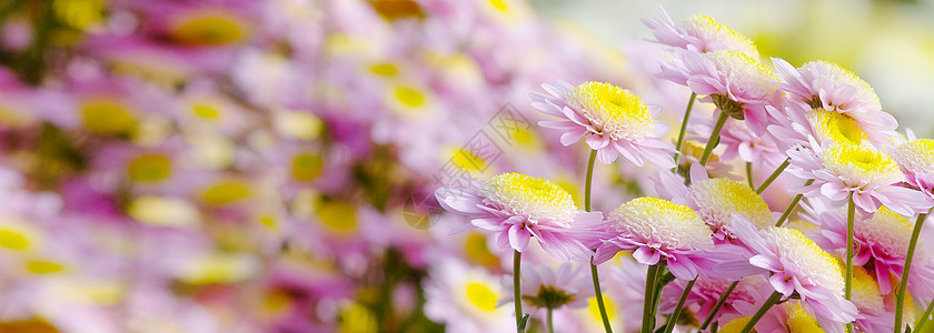 菊花花园植物花瓣农村花朵图片