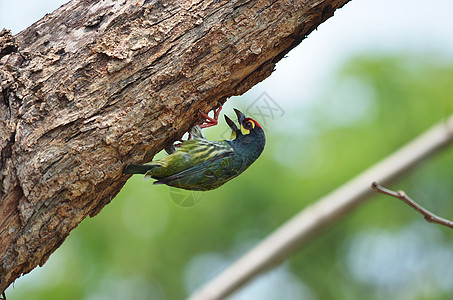 铁匠巴盘刺在一棵树上动物群翅膀羽毛生物鸟类多样性热带森林植物铜匠图片
