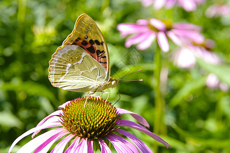 蝴蝶在花朵上近景绿化园林植物群草地生长植物特写观赏花坛图片