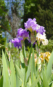伊瑞斯阳光照射生长园艺观赏绿化阳光王国花坛植物群紫色图片