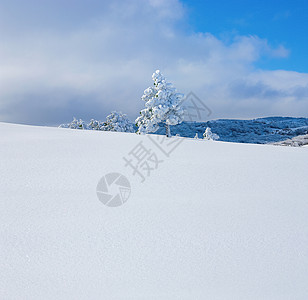 冻结松树雪毯冒险阳光照射景观阴影天空远足游览小径阳光图片