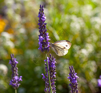 紫色花朵上的大白昆虫火焰花园反射薰衣草植物森林翅膀叶子荒野图片