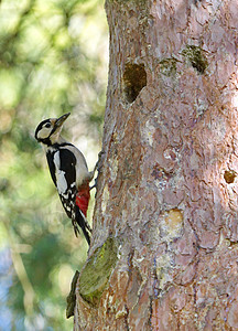 离洞巢旁的毛状木鸟 皮虫羽毛黑色白色红色荒野木头男性野生动物图片