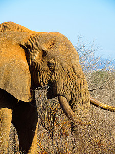 旧大象威胁獠牙哺乳动物眼睛皱纹荒野动物树干危险濒危图片