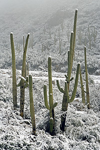 萨瓜罗的落雪图片